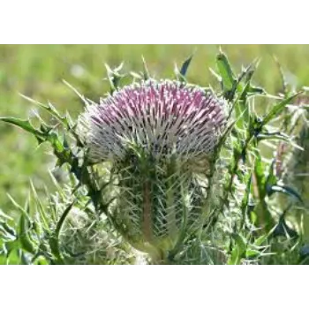 Vibrant Milk Thistle 